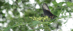 Papilio dehaanii