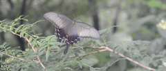Papilio dehaanii