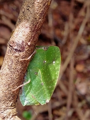Phyllochoreia ramakrishnai