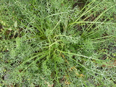 Tripleurospermum inodorum