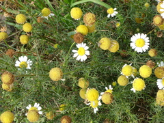 Tripleurospermum inodorum
