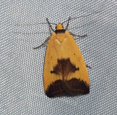 Ageletha hemiteles