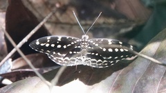 Lexias canescens pardalina
