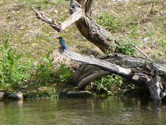 Alcedo atthis