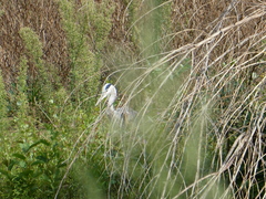 Ardea cinerea