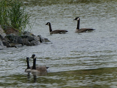 Branta canadensis