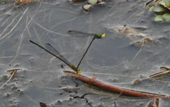 Pseudagrion williamsoni