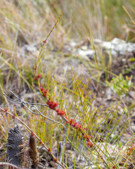 Allocasuarina emuina