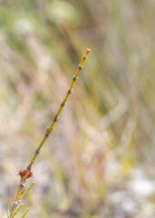 Allocasuarina emuina