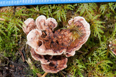 Hydnellum scrobiculatum