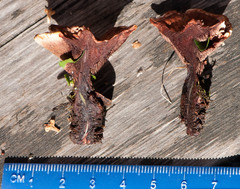 Hydnellum scrobiculatum