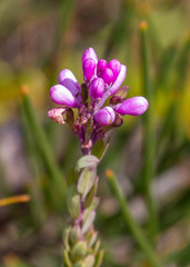 Comesperma hispidulum