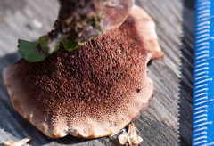 Hydnellum scrobiculatum