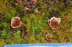 Hydnellum scrobiculatum