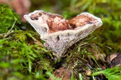 Hydnellum scrobiculatum