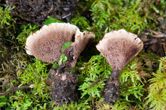 Hydnellum scrobiculatum