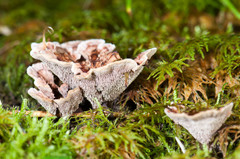 Hydnellum scrobiculatum