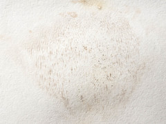 Hydnellum scrobiculatum