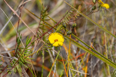 Gompholobium pinnatum