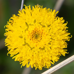 Rutidosis murchisonii