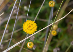 Rutidosis murchisonii