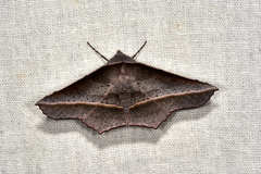 Oenochroma vetustaria