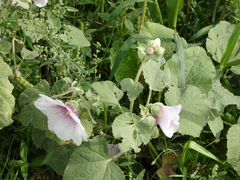 Alcea rosea