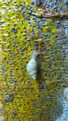 Drymaeus sulphureus