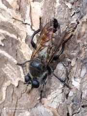 Laphriini
