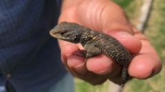 Sceloporus torquatus