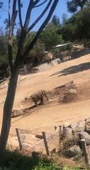 Elephantidae
