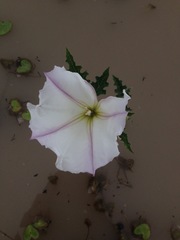 Datura ceratocaula