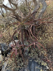 Aloe spicata