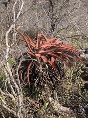 Aloe spicata