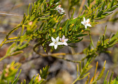 Philotheca queenslandica
