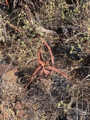 Aloe spicata