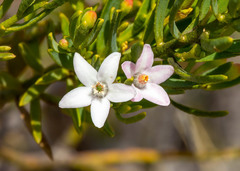 Philotheca queenslandica