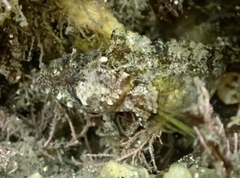 Paraclinus integripinnis