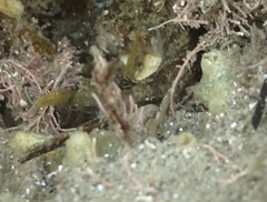 Paraclinus integripinnis