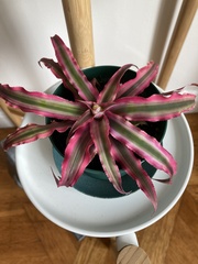 Cryptanthus bivittatus