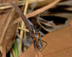 Trachylestes aspericollis