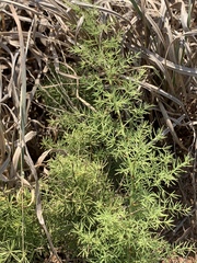 Asparagus minutiflorus