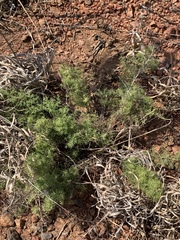 Asparagus minutiflorus