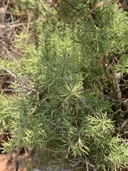 Asparagus minutiflorus