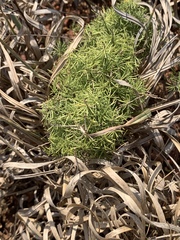 Asparagus minutiflorus