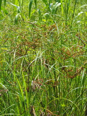 Cyperus imbricatus
