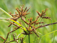 Cyperus imbricatus