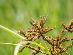 Cyperus imbricatus