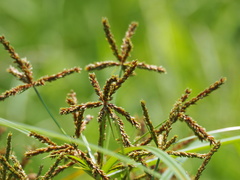 Cyperus imbricatus