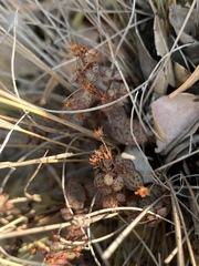 Crassula pellucida brachypetala